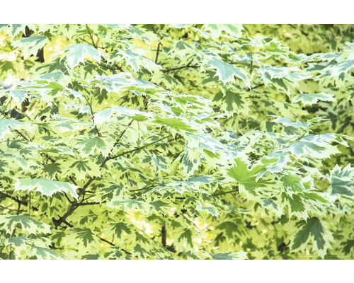 Närbild av lönnlöv