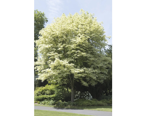 Vitbrokig skogslönn OMNIA GARDEN Acer platanoides Drummondii 120cm