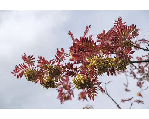 Gren med röda löv och gula rönnbär