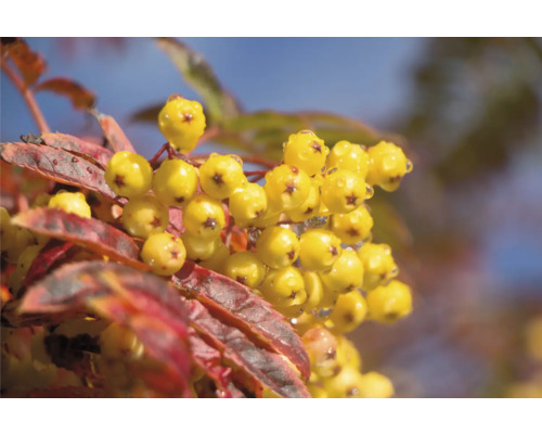 Rönn OMNIA GARDEN Sorbus Autumn Spire (Flanrock)