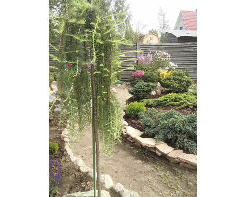 Trädgård med hängande lärk, prydnadsväxter och stengång