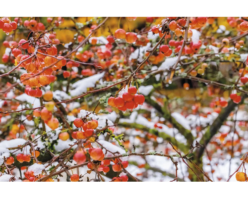 Prydnadsapelträd med frukter och snö