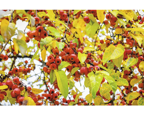 Prydnadsapelträd med röda frukter och gula löv