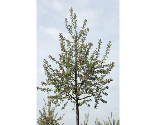 Äppelträd med löv och blommor mot ljus bakgrund.