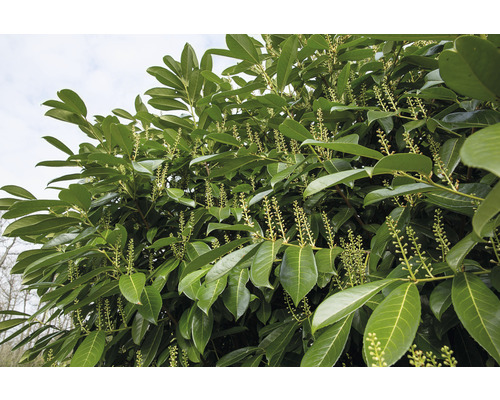 Lagerhäggväxt med blad och blomställningar