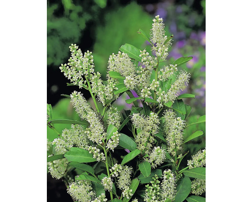 Blommande ligusterbuske med gröna blad och vita blommor