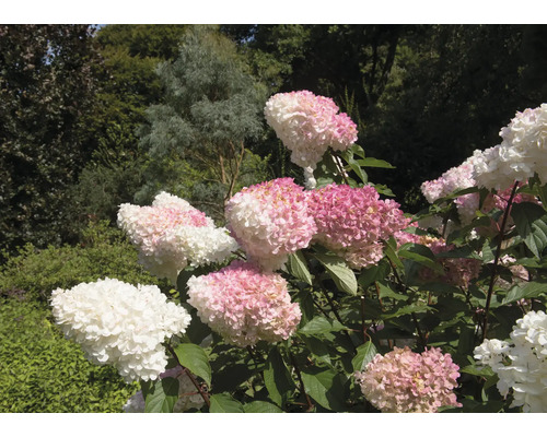 Närbild av en hortensia i trädgården