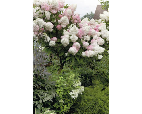 Hortensiaträd med vita och rosa blommor i trädgården.