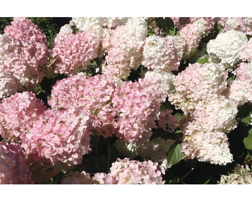 Närbild av rosa och vita hortensiablommor