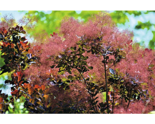 Perukbuske i trädgården