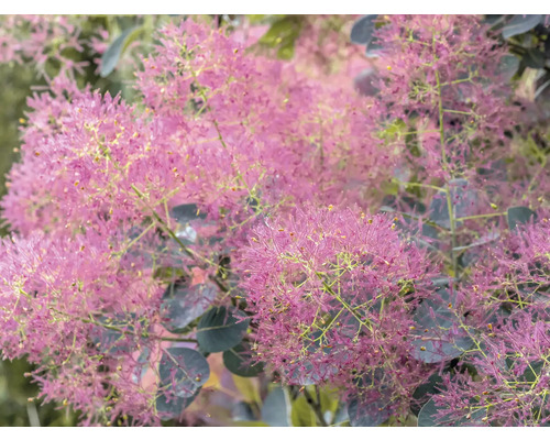 Rödbladig perukbuske OMNIA GARDEN Cotinus coggygria (Rubrifolius-Gruppen) Royal Purple