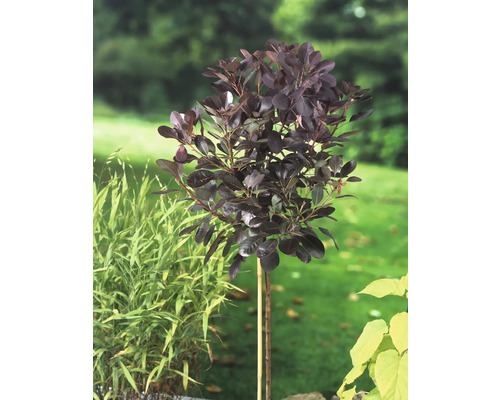 Perukbuske som klotträdgårdsväxt