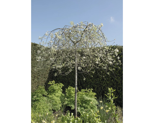 Blommande prydnadsträd i en trädgård.