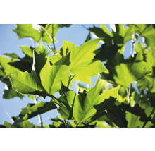 Platan OMNIA GARDEN Platanus × hispanica (syn. Platanus × acerifolia)