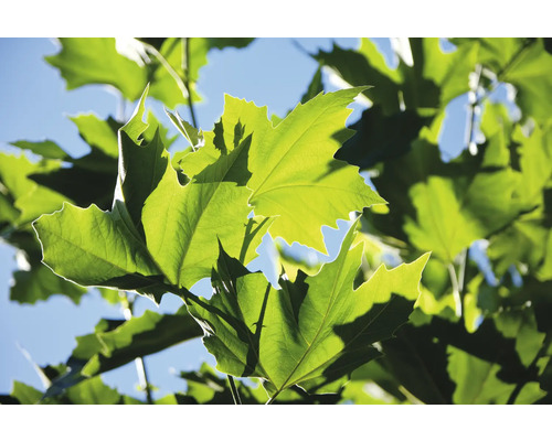 Bladverk av ett platanträd i motljus