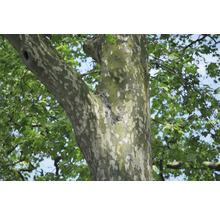 Platan OMNIA GARDEN Platanus × hispanica (syn. Platanus × acerifolia)