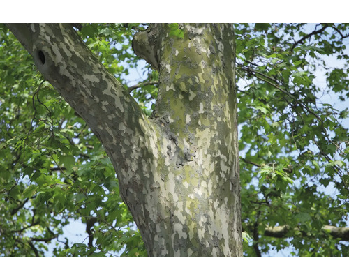 Närbild av en lönn med fläckig bark