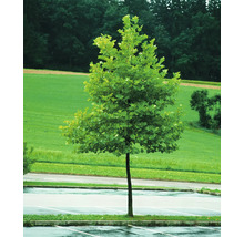 Platan OMNIA GARDEN Platanus × hispanica (syn. Platanus × acerifolia)