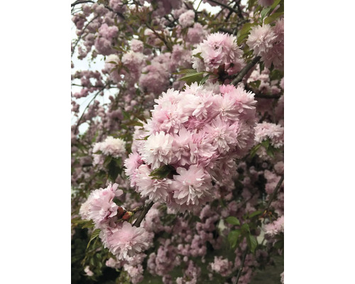 Japanskt prydnadskörsbär OMNIA GARDEN Prunus Royal Burgundy serrulata