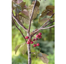 Rönnbärsapel Freja OMNIA GARDEN Malus toringo Freja