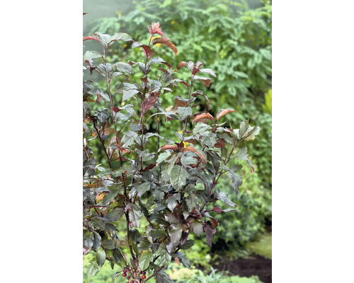 Blåstry i trädgården.