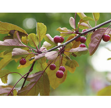 Gren med prydnadsäpplen och blad