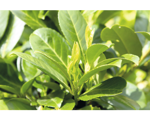 Närbild av lagerkörsbär med löv