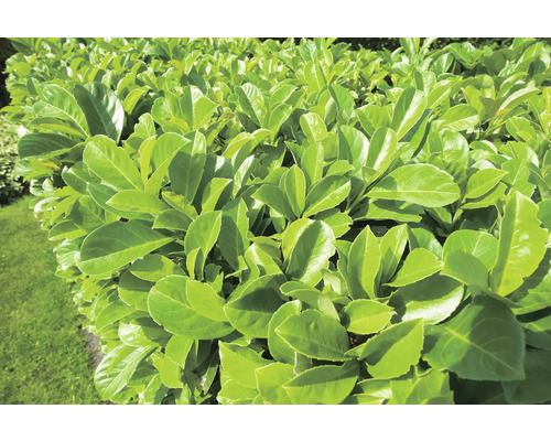 Närbild av en lagerhäck med tätt, vintergrönt bladverk.