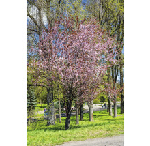 Blommande prydnadsträd i parken