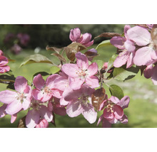 Blommande prydnadsapelträd med rosa blommor