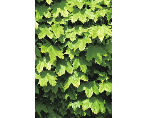 Närbild av lönnlöv