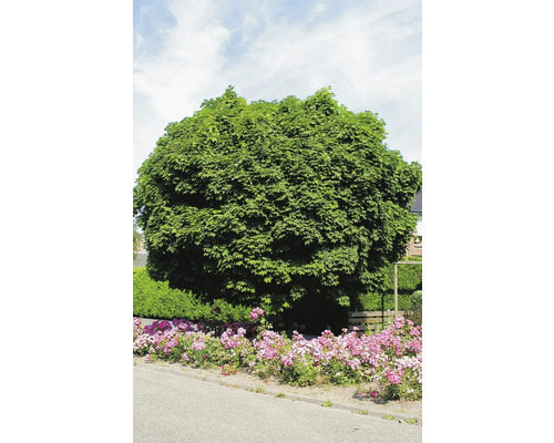 Klotlönn OMNIA GARDEN Acer platanoides Globosum Klotlönn OMNIA GARDEN Acer platanoides Globosum