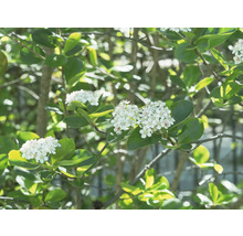 Slånaronia OMNIA GARDEN Aronia x prunifolia Viking