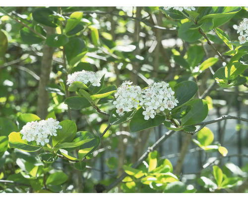 Blomställning av aronia med blad