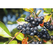 Slånaronia OMNIA GARDEN Aronia x prunifolia Viking