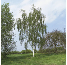 Björk i trädgården