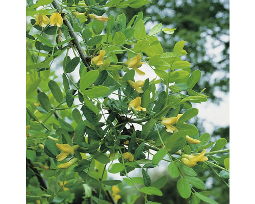 Gullregnsplanta med gröna blad och gula blommor