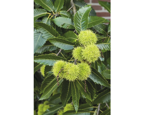 Äkta kastanj med blad och taggiga frukter