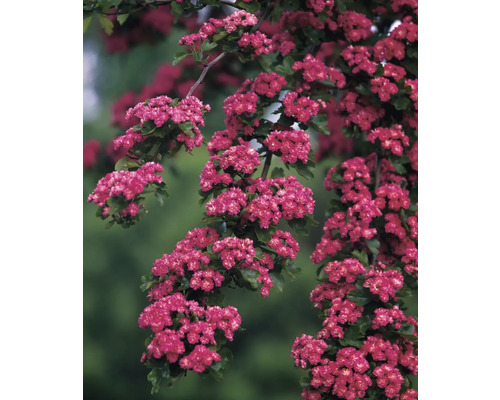 Blommande prydnadsbuske med tätt växande blommor