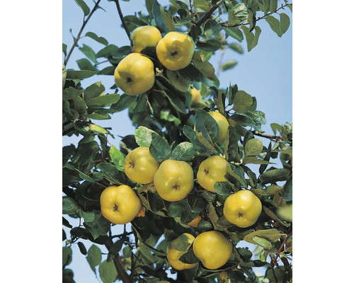 Kvitten träd med mogna, gula kvitten