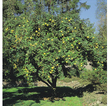 Kvitten trädgård med mogna frukter