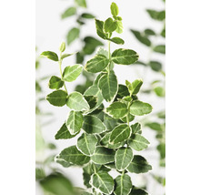 Städsegrön benved med grön-vit variegerade blad