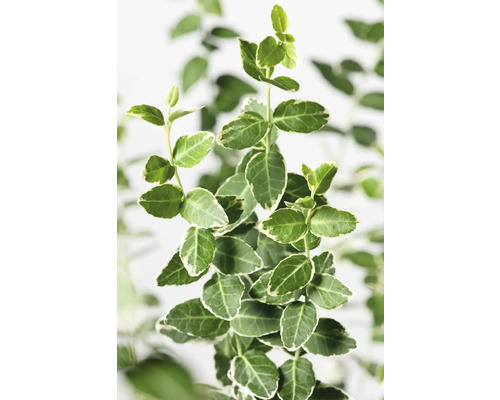 Städsegrön benved med grön-vit variegerade blad