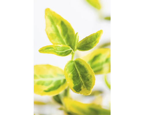 Bilden visar bladen på en växt.