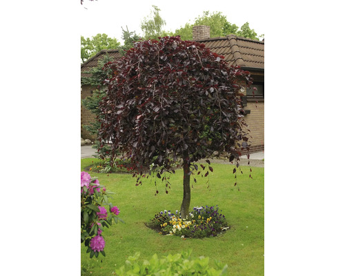Hängblodbok OMNIA GARDEN Fagus sylvatica (Purpurbladiga Gruppen) Purpurea Pendula Blodbok i trädgård med blomsterrabatt