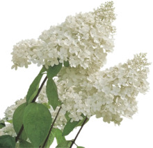 Syrenhortensia med vita blommor och gröna blad