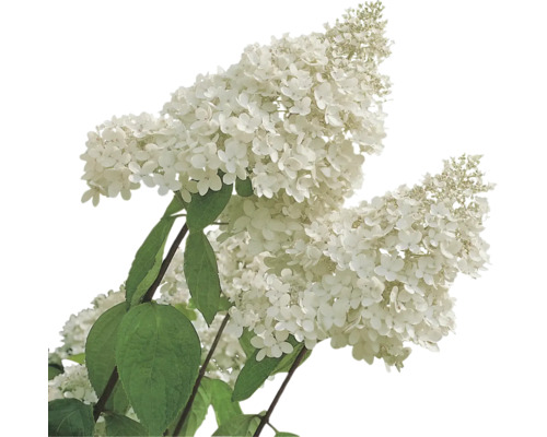 Syrenhortensia med vita blommor och gröna blad
