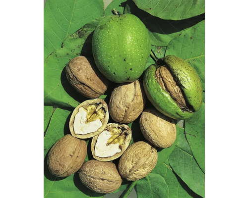 Valnötter med och utan skal på valnötsblad