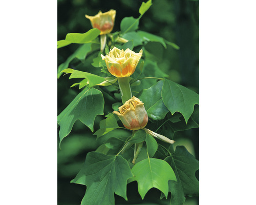 Blommor och blad från ett tulpanträd