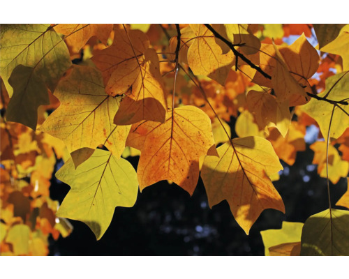 Höstlöv på ett träd